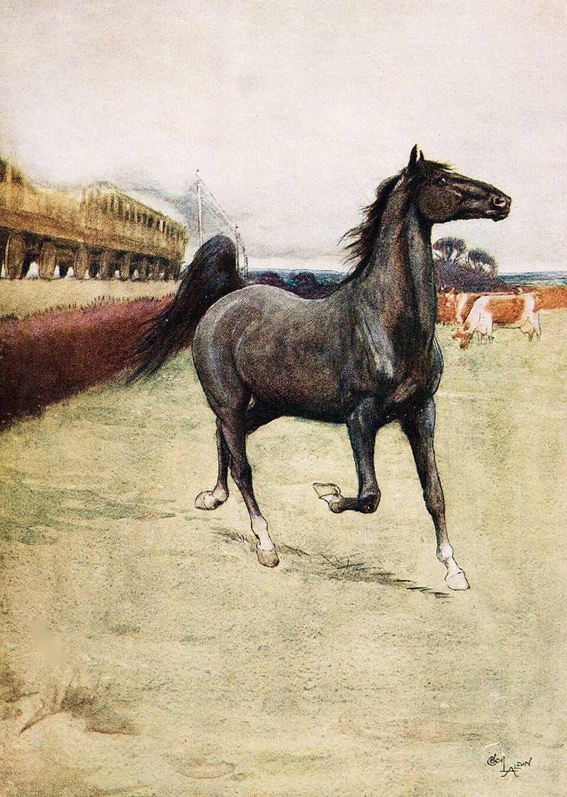 Black Beauty — first-edition cover