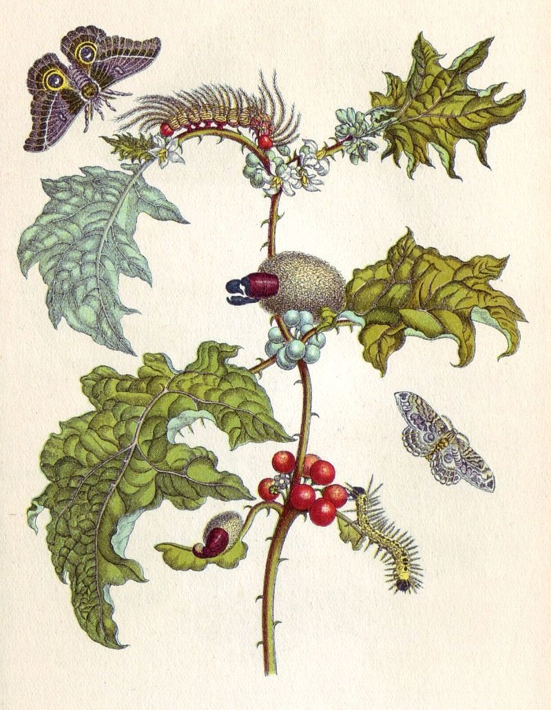 The Metamorphosis — first-edition cover